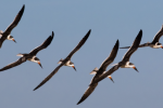 Sunset Seabird Safari
